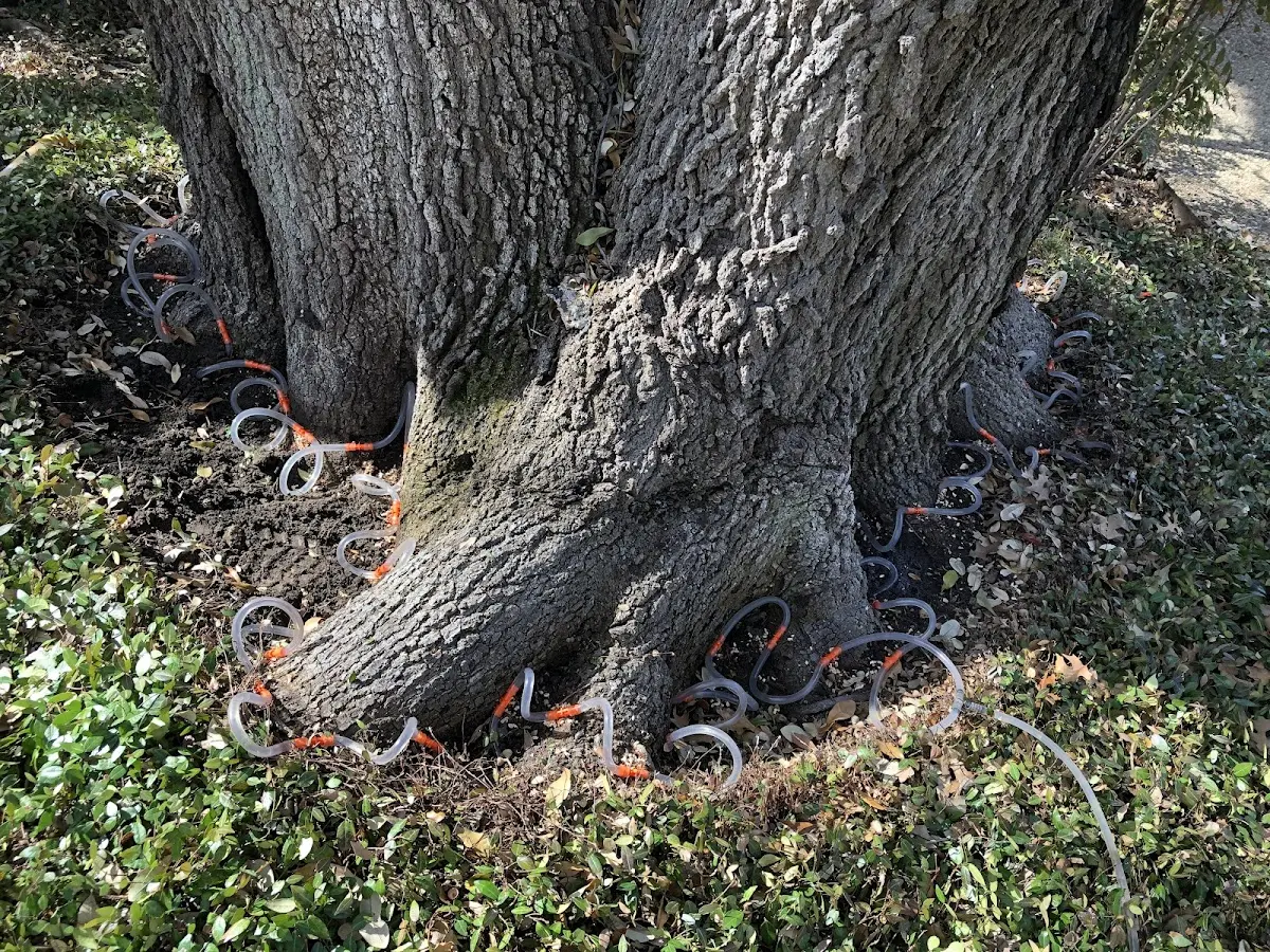 Detailed Tree Cabling and Bracing job site in Carversville