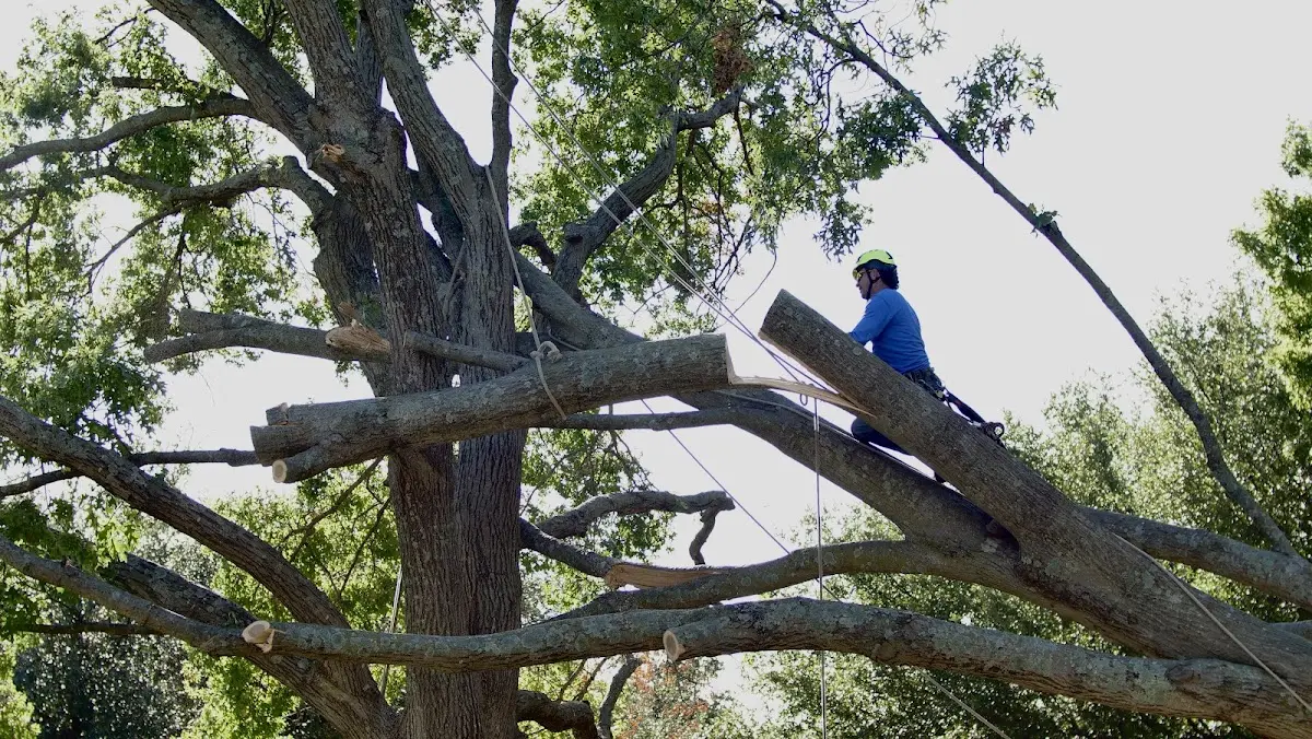 Professional Crown Thinning performed by certified arborists in Carversville