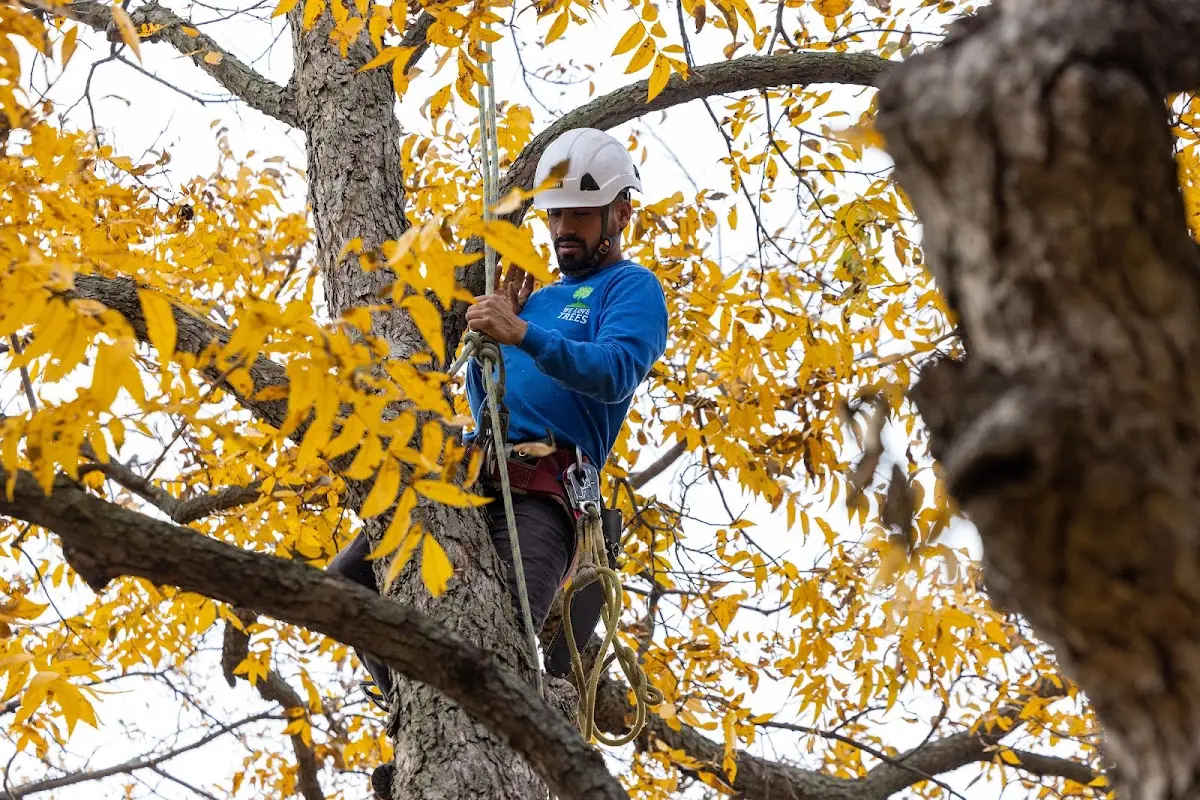 Skilled Tree Pruning crew working in Carversville